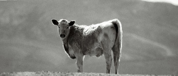 Cow-MaHarry-cropped
