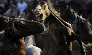 rapa das bestas photo_Getty_Miguel Riopa