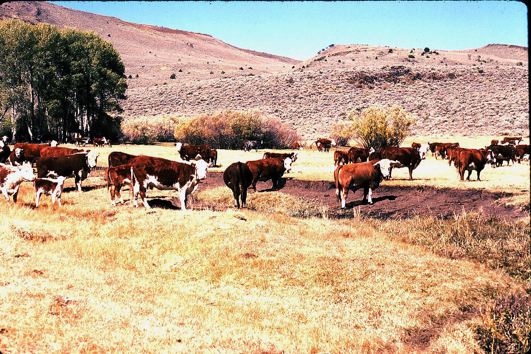 Mckee cattle in meadow - Oct. 1989