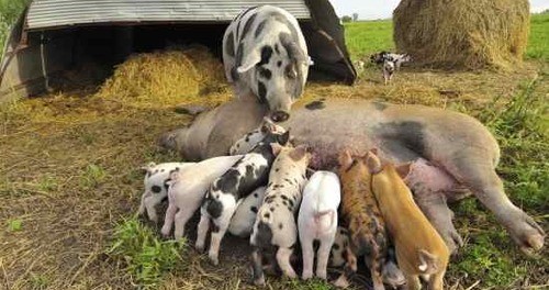 Humanely Raised” Claims Challenged at a Berkeley Butcher Shop